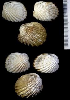 トマヤガイの一種 Cardita inquinata small