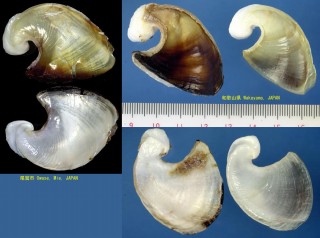 タツナミガイ Dolabella auricularia small