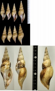 テラマチボラ Teramachia tibiaeformis small