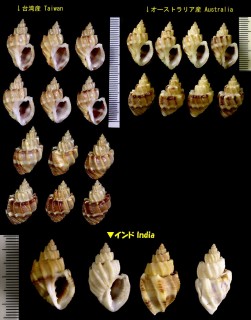 フトウネオリイレボラ Trigonostoma scalariformis small