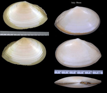 ナポリザクラ Tellina planata small