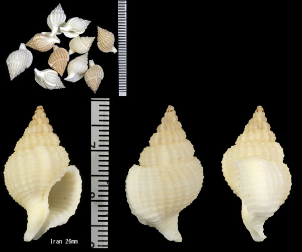 シロナサバイ Nassaria pusilla small