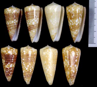 ビクターイモ Conus nobilis victor small