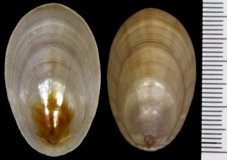 アルゼンチンのカサガイの一種 Nacella mytilina small
