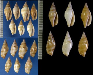 ツムガタソデ Strombus fusiformis small