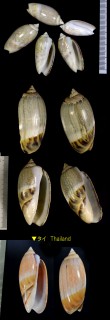 ギボシマクラ Agaronia gibbosa small