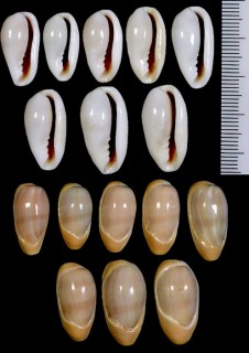 アカベリヘリトリの仲間 Volvarina mabellae small