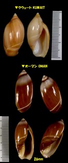 チョコレートボタル Ancilla castanea small