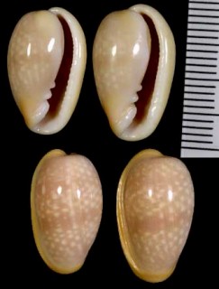 ハツユキトリノコ Marginella largillieri small