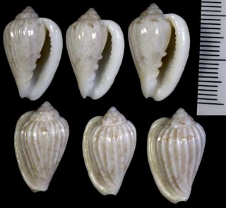 サラサヘリトリの仲間 Marginella ferreirai small