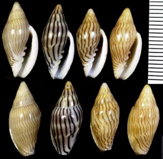 タテジマヘリトリ Marginella cleryi small