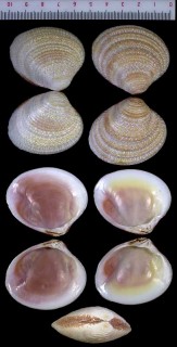 シワシラオ Circe corrugata small