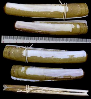 マチャガイ Ensis macha small