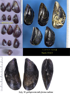 チレニアイガイ Mytilus galloprovincialis small