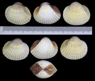 ヨーロッパザル Cerastoderma edule small