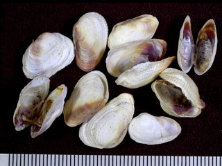 ウスカラシオツガイ Petricola sp. small