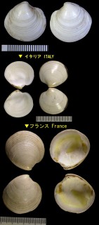 セイヨウカガミ Dosinia lupinus small