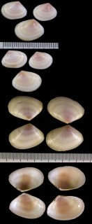 メロンケショウシラトリ Macoma melo small