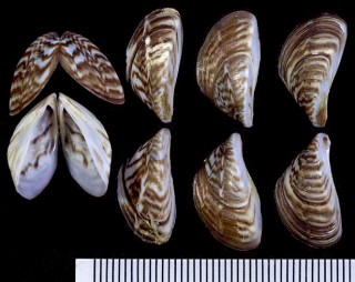 カワホトトギスガイ(ゼブラガイ) Dreissena polymorpha small
