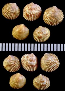 チクビザル Plagiocardium papillosum small