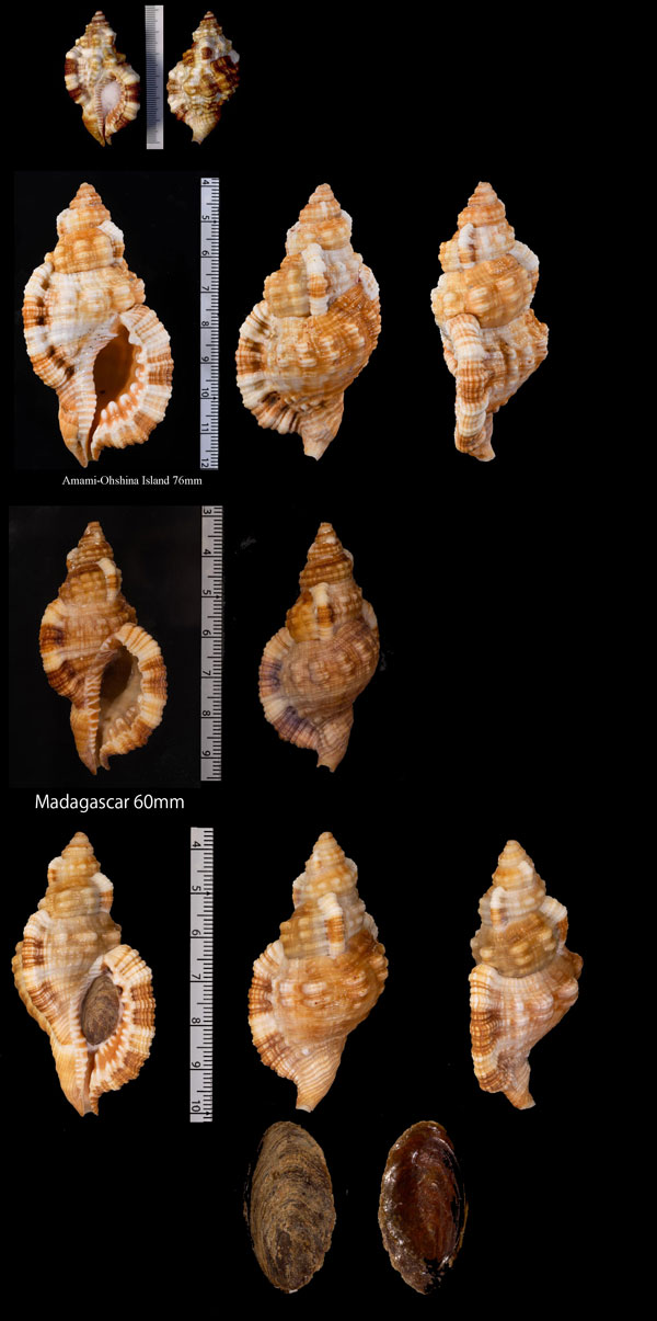 サツマボラ Cymatium aquatile small