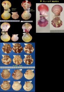 イササヒヨク Cryptopecten nux small