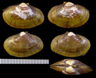 ハザクラガイ Psammotaea minor small