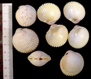 アメリカキイロザル Trachycardium muricatum small
