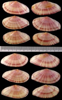 サメハダヒノデガイ 鮫肌日ノ出貝 Tellina pulcherrima small