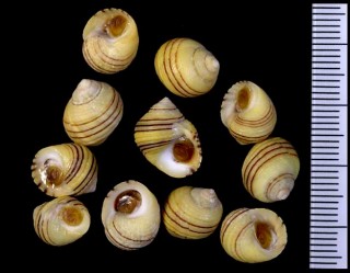 クロスジホッキョクタマキビ Littorina nigrolineata small
