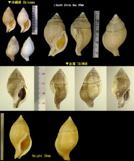 トウサツムバイ （仮称） Phaenomenella insulapratasensis small