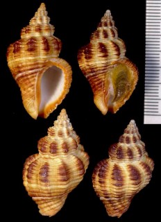 アカグチホラダマシ (キングチホラダマシ) Cantharus erythrostomus small