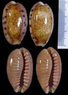 ドラゴンカバフダカラ Cypraea caurica dracaena small