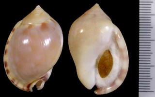 メノウタイコ Phalium labiatum iredalei small