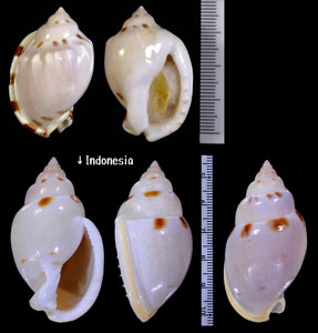 アメガイ Casmaria ponderosa ponderosa small