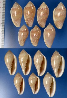 ユキフリヘリトリの一種 Marginella pseudosebastiani small