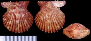 アザミヒヨク Aequipecten muscosus small