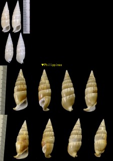 タケノコカニモリ Rhinoclavis vertagus small