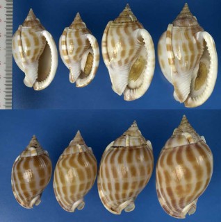 オトヒメカズラ(マングマンタイコ) Phalium muangmani small