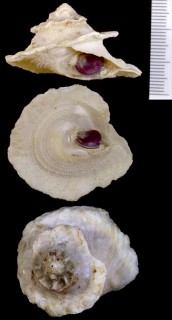 コノハウラウズ Astralium mactanense small