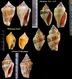 ムカシタモト Canarium mutabilis small