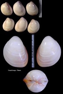 アメリカスベリザル Laevicardium laevigatum small