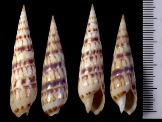 カエンタケ 火焔筍 Terebra chlorata small