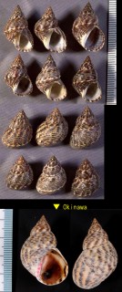 ウズラタマキビ Littoraria scabra scabra small