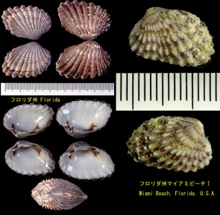 フロリダトマヤ Carditamera floridana small