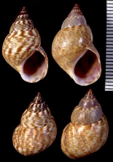 イロガワリウズラタマキビ Littoraria cingulata pristissini small