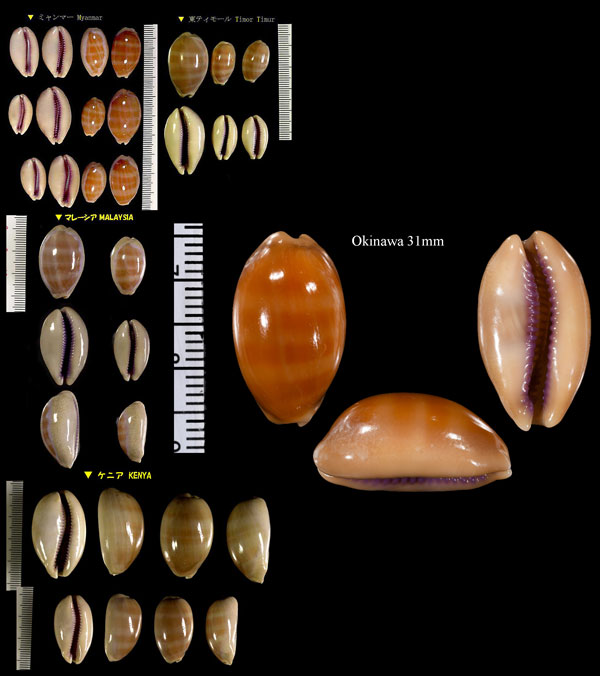 クチムラサキダカラ Lyncina carneola carneola small