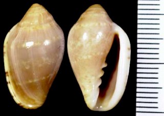 スジボラモドキ Marginella ornata small