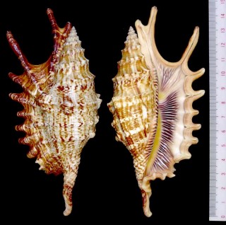 ユビサソリガイ(ホソムカデソデ) Lambis digitata small