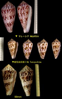 キノシタイモ Conus kinoshitai small